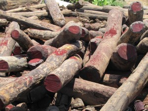 Illegal logging of Rosewood