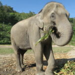 Elephant kills ranger in Chachoengsao, deaths from elephant attacks now 21 this year