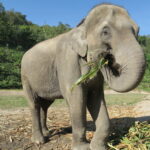 Thai elephant eating