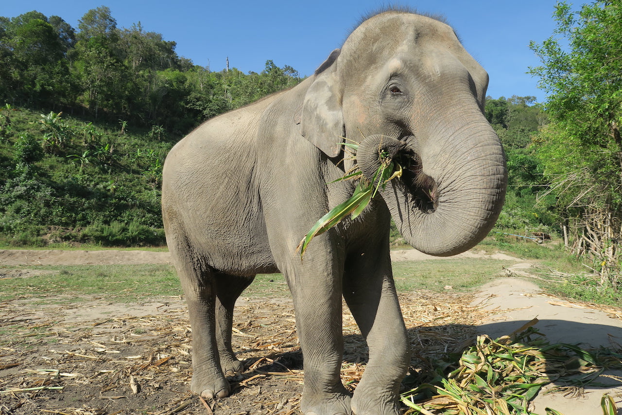 Thai elephant eating