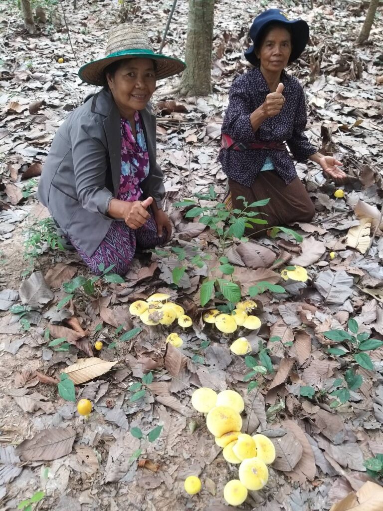 Thai villagers picking mushrooms