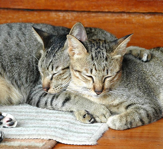 Cats in Koh Samed, Rayong, Thailand