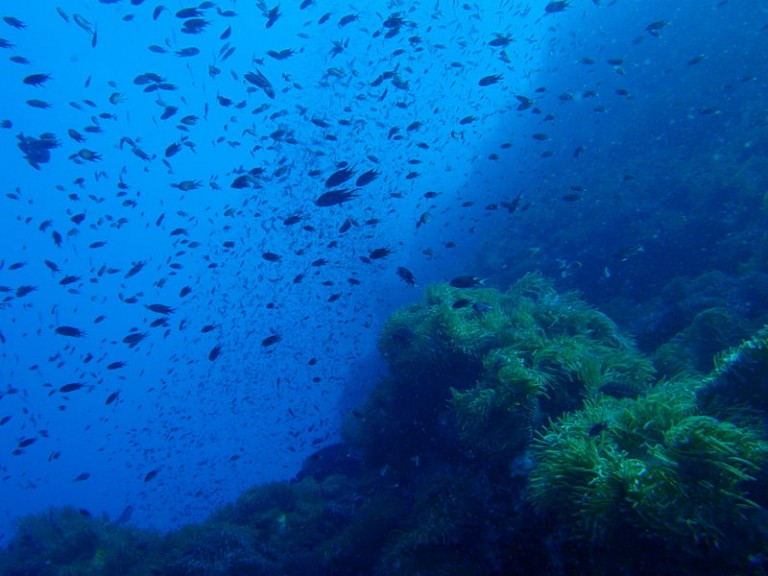 Southwest Pinnacle in Koh Tao