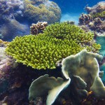Underwater photographs of plants and animals from diving sites around Koh Tao