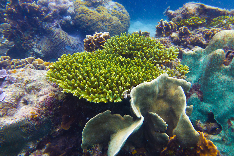 Underwater photographs of plants and animals from diving sites around Koh Tao