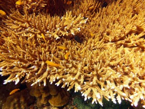 Underwater photo of coral and fish from diving sites around Koh Tao