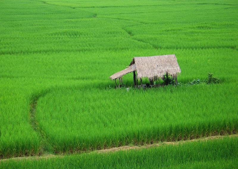 Rice field in northern Thailand