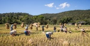 Rice farmers in Mae Wang, Chiang Mai