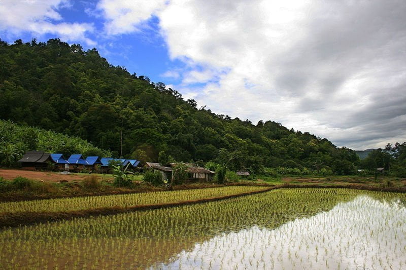 Rice field in Thailand