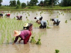 Rice farmers transplanting rice, Chaiyaphum Province