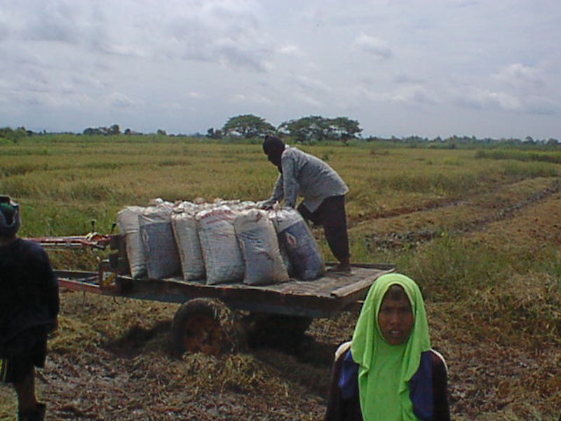Farmers in Ban Sam Ruen, Phitsanulok