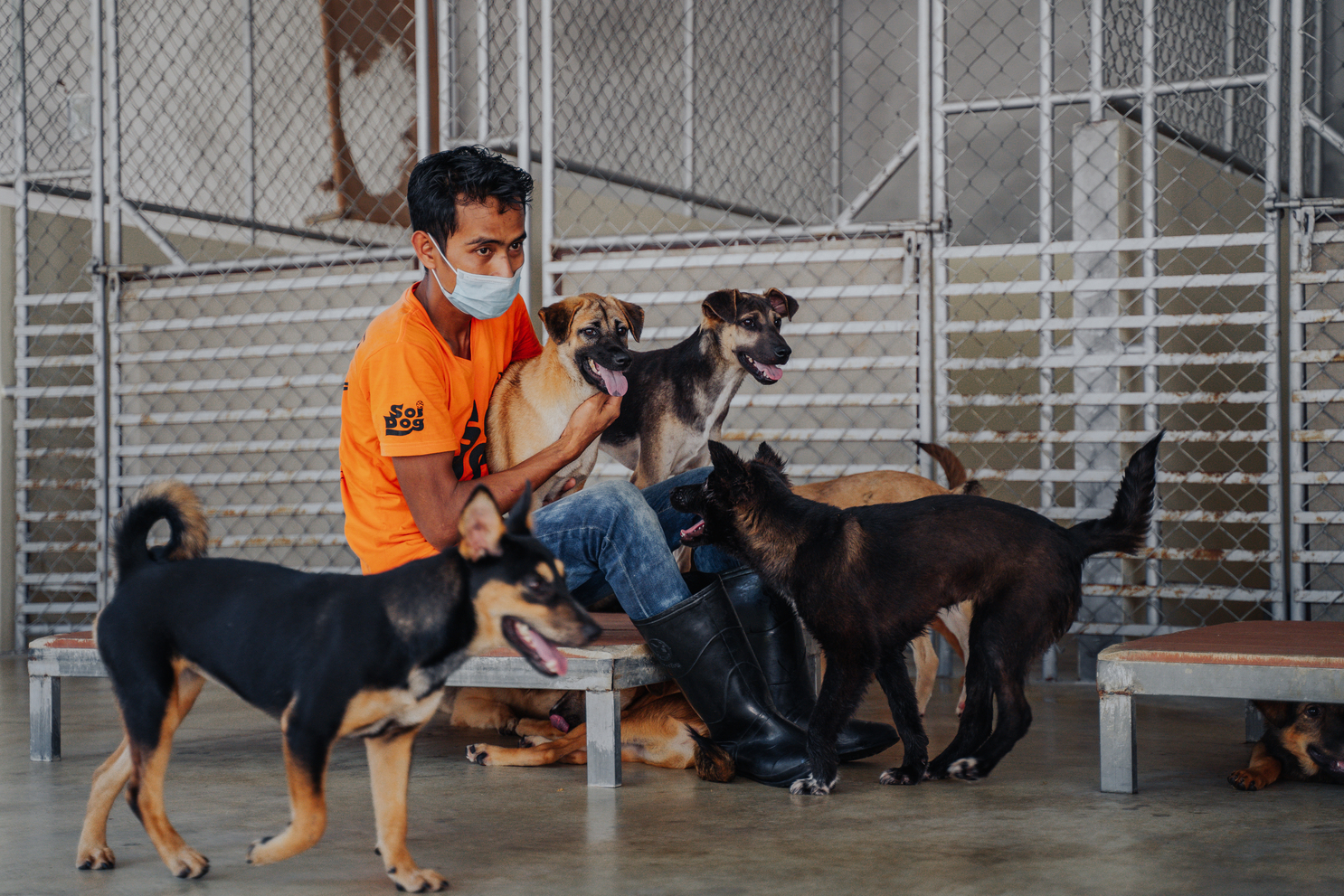 Thailand's shelters are overflowing with healthy dogs in need of a new home