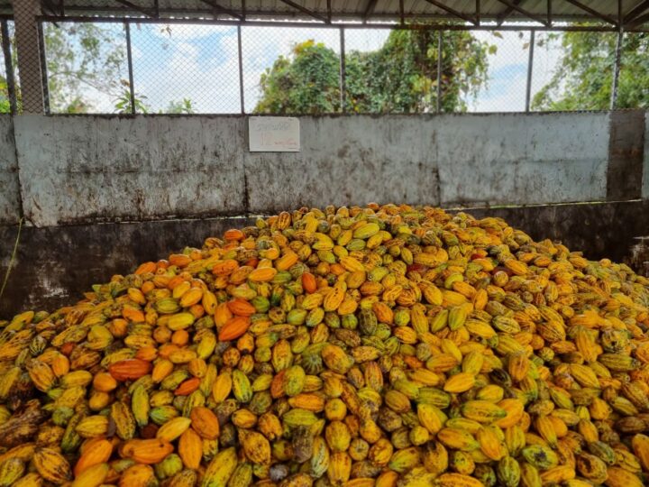 The Plentiful yet Substandard Cocoa Harvest.