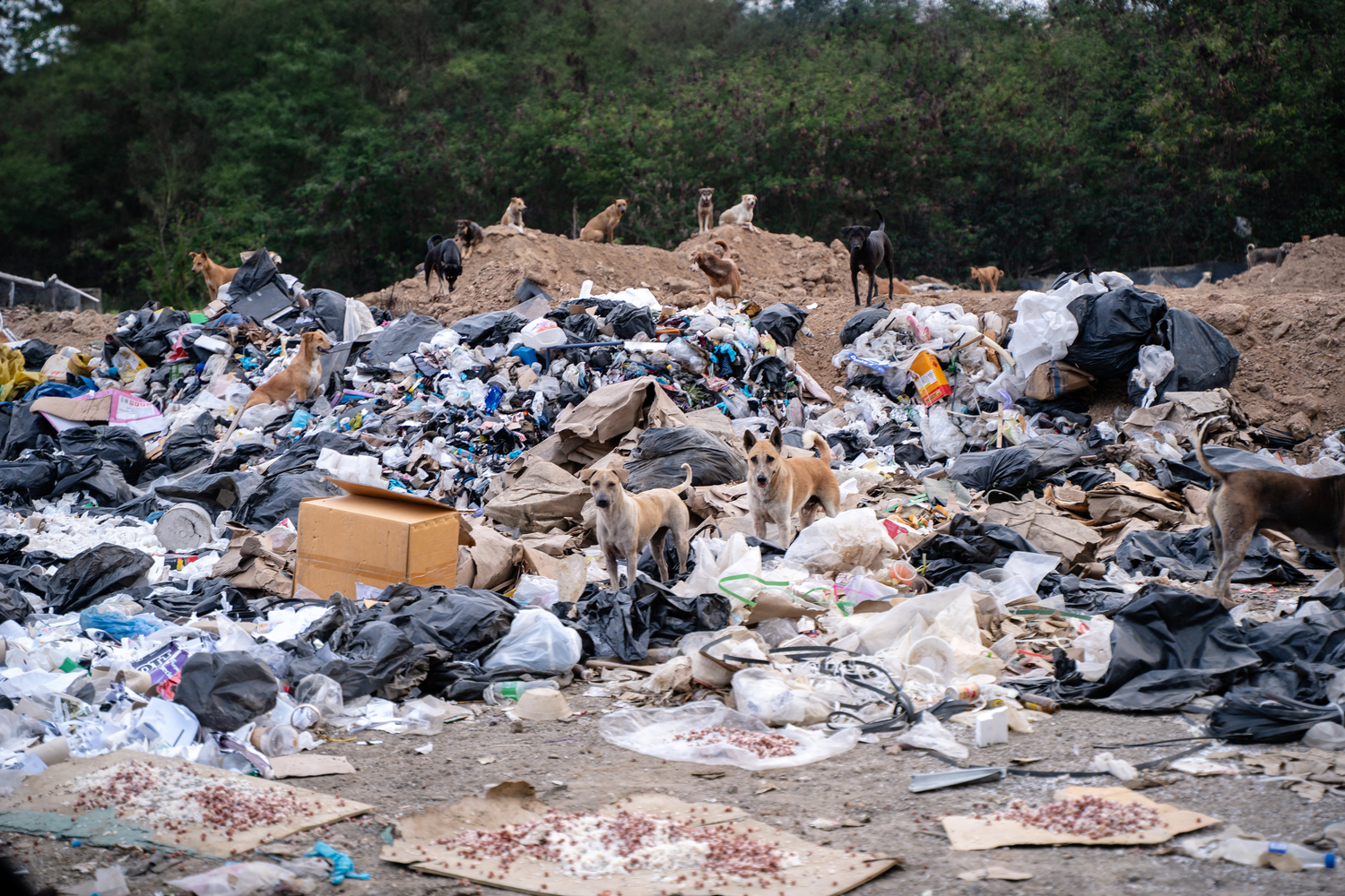 The landfill has become a food source for dogs.