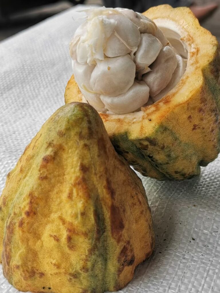 The quality of cocoa is the best on the first day it is harvested.