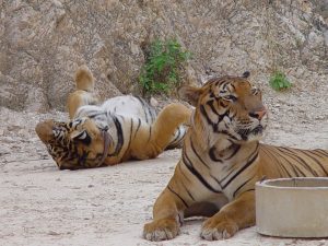 Tigers in Kanchanaburi, Thailand
