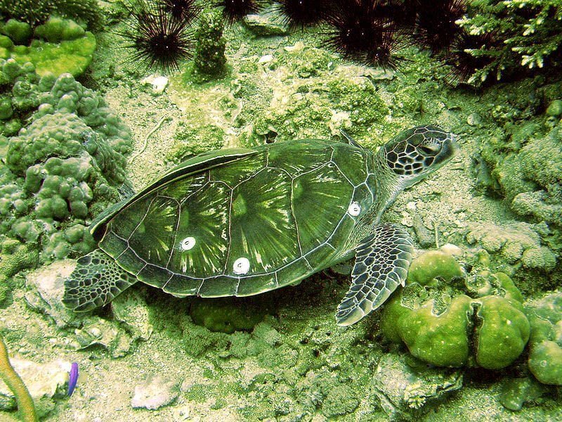 Green turtle (Eretmochelys imbricata)