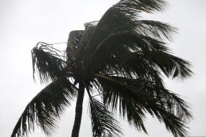 Wind from Typhoon Chaba blows through the fronds of a tree