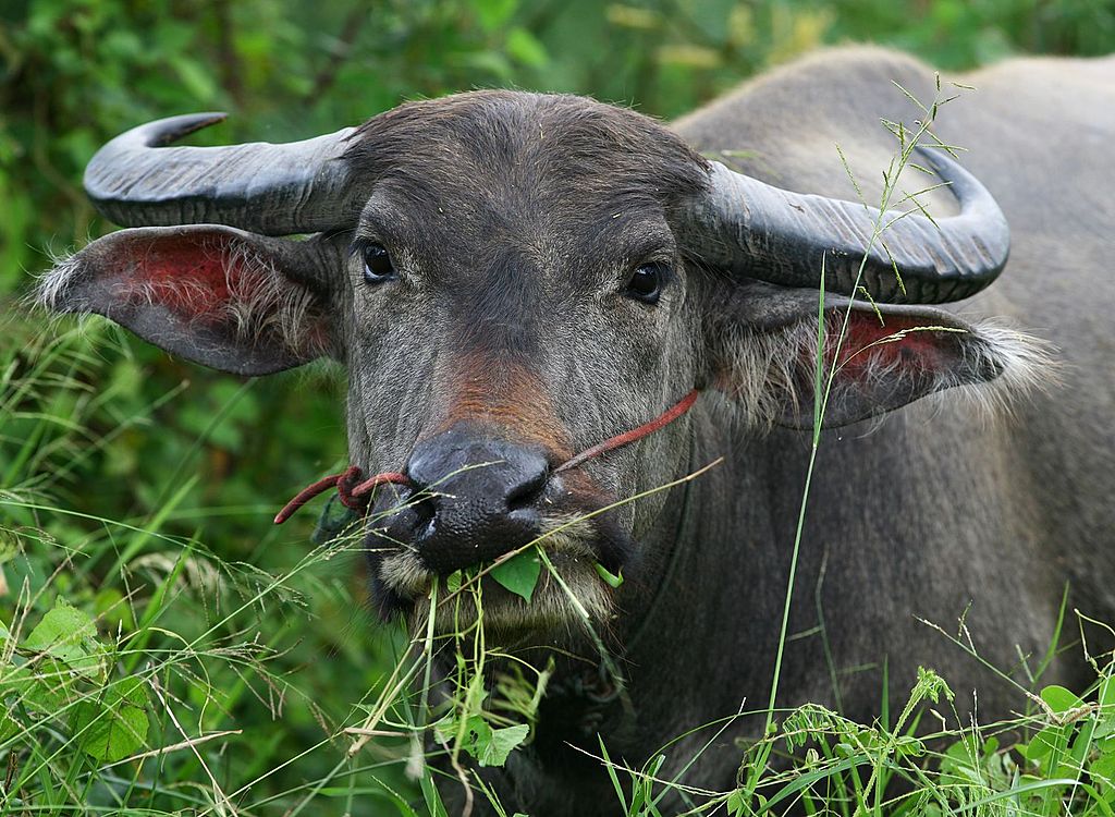 Water Buffalo, Phayao Lake