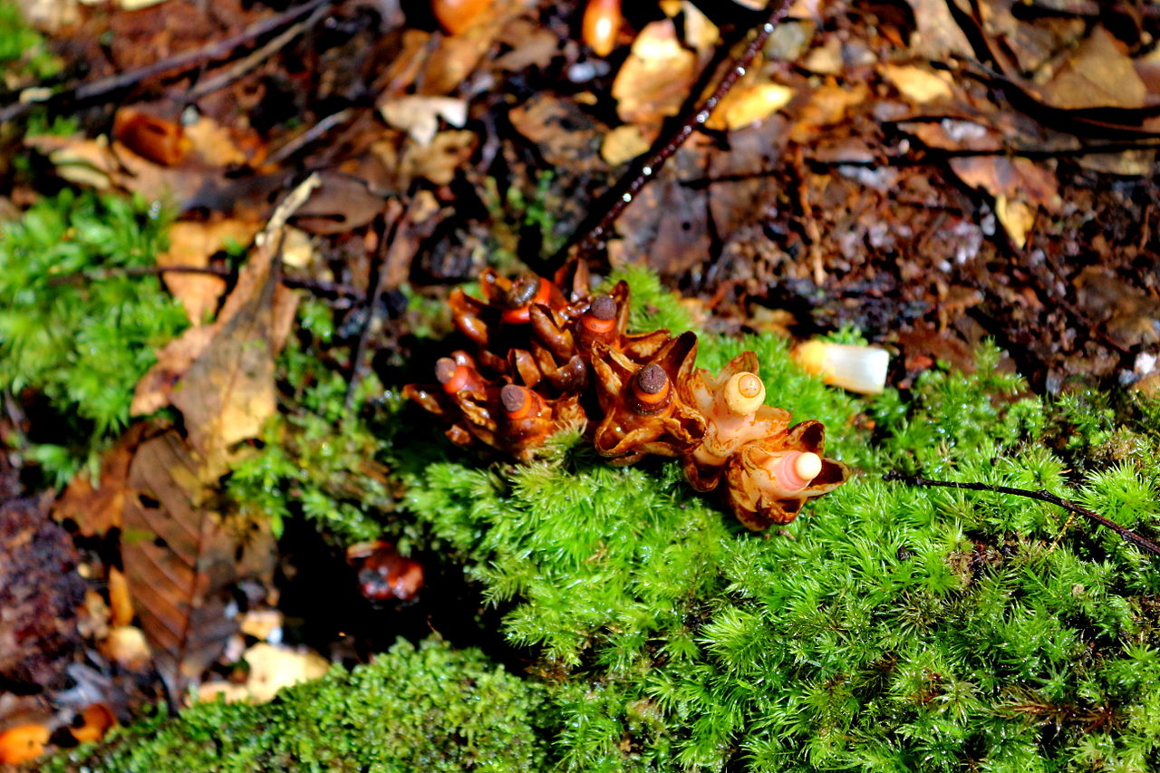 Wild Mushrooms in the Phon Phop Waterfall