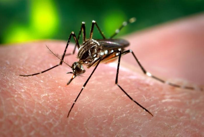 Aedes aegypti mosquito, one of the transmitters Zika virus, Dengue