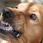 Angry dog with rabies