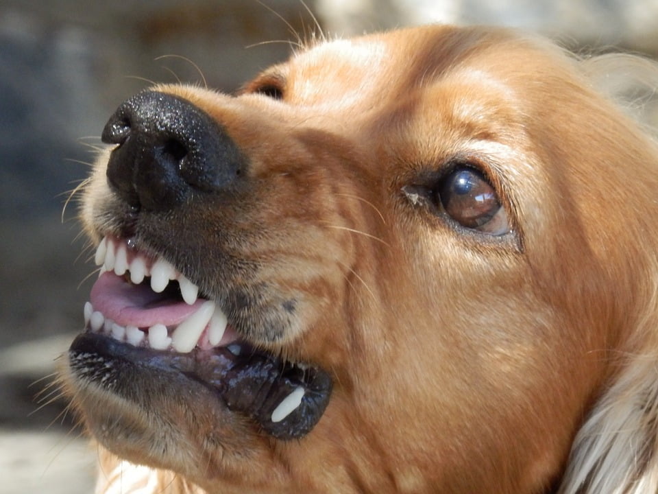 Angry dog with rabies
