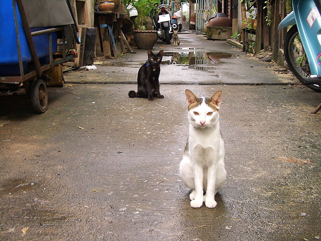 Cats on a street in Bangkok