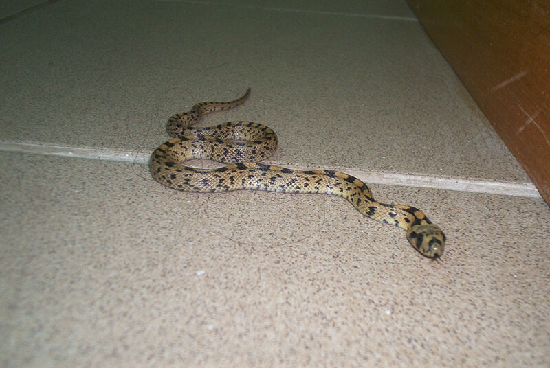 Elaphe scalaris Ladder Snake