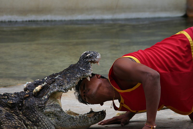 Crocodile show at Sriracha Tiger Zoo
