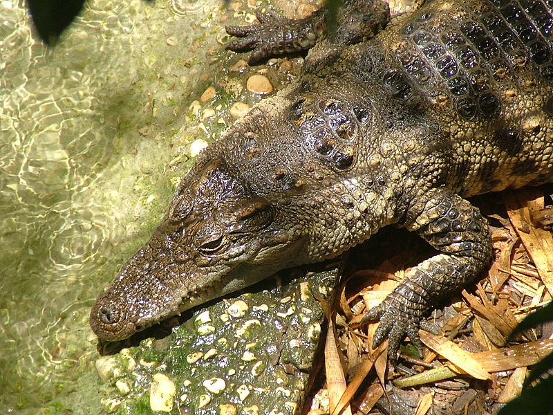 Siamese Crocodile