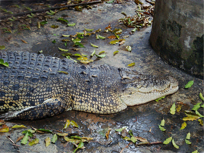 Crocodile inside a pond in Wat Chakrawat, Samphanthawong District, Bangkok
