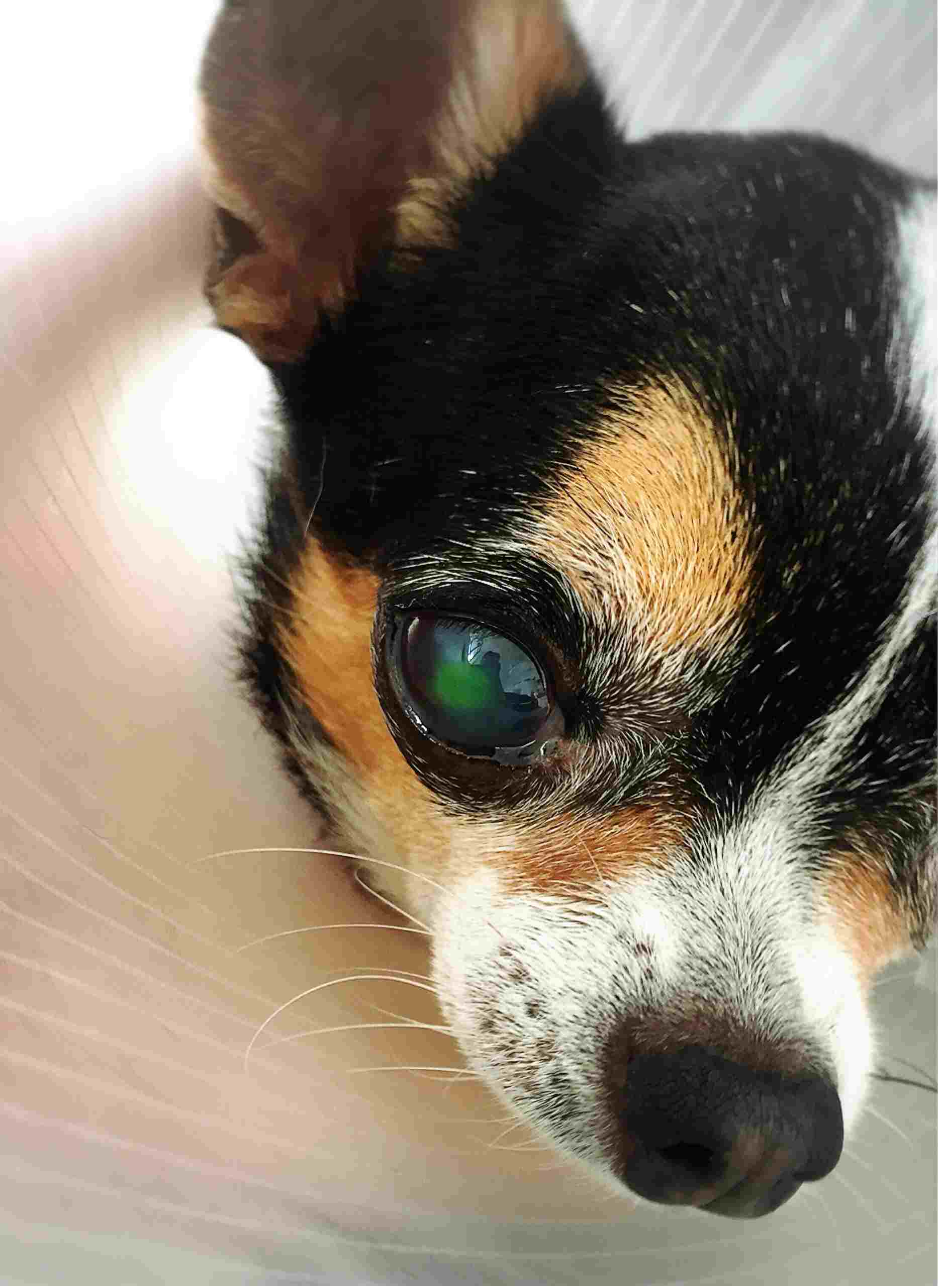 Dog with corneal wound.