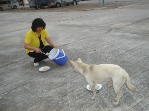 Thai girl feeding a dog