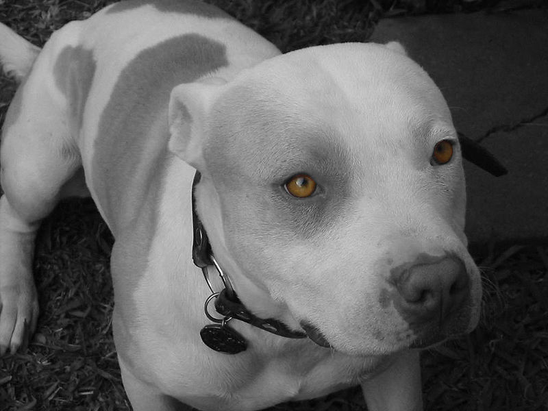 White Pitbull
