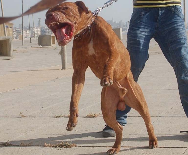 Pit Bull