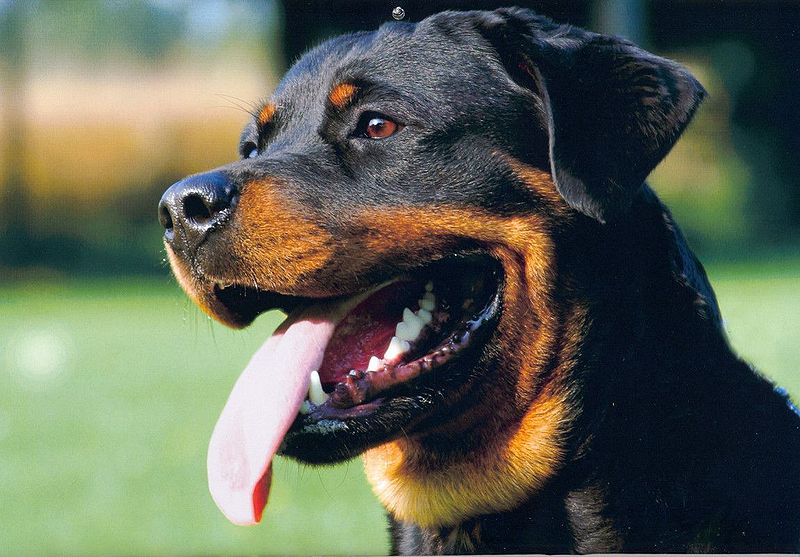 Rottweiler dog