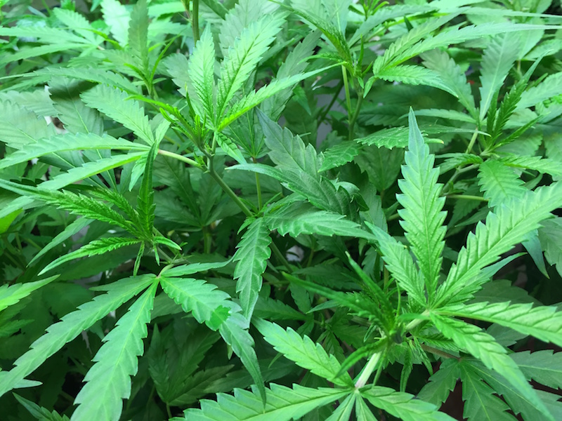 Marijuana plant (Cannabis sativa)