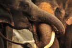 Elephant trunks