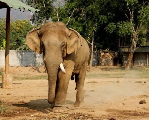 A bull elephant in Thailand
