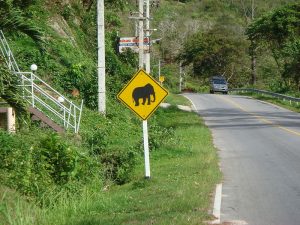 Elephant warning traffic sign in Phuket