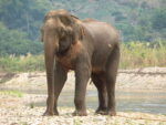 Elephant in Thailand