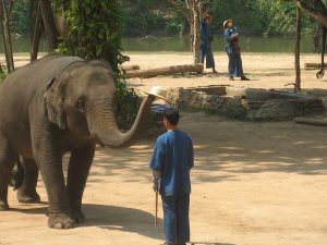 Elephant and mahout in Lampang