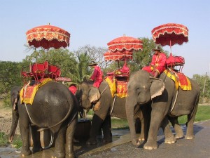 Ayutthaya Elephant Camp