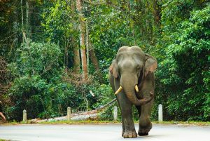 Wild Asian Elephant in Khao Yai
