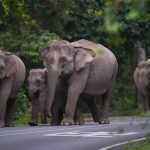 Wild elephants walking across road in Thailand