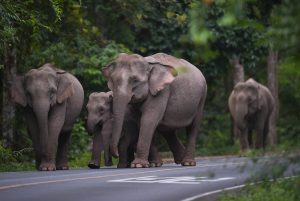 Wild elephants walking across road in Thailand