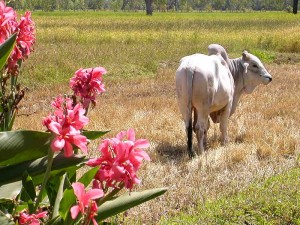 A Oxen grazing in a rice farm in Isan, Thailand