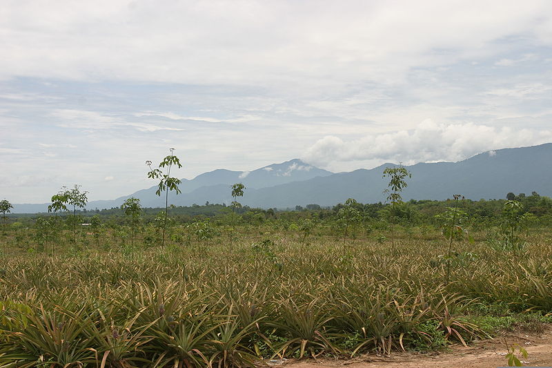 Pineapple field and mountains in Chantaburi province of Thailand