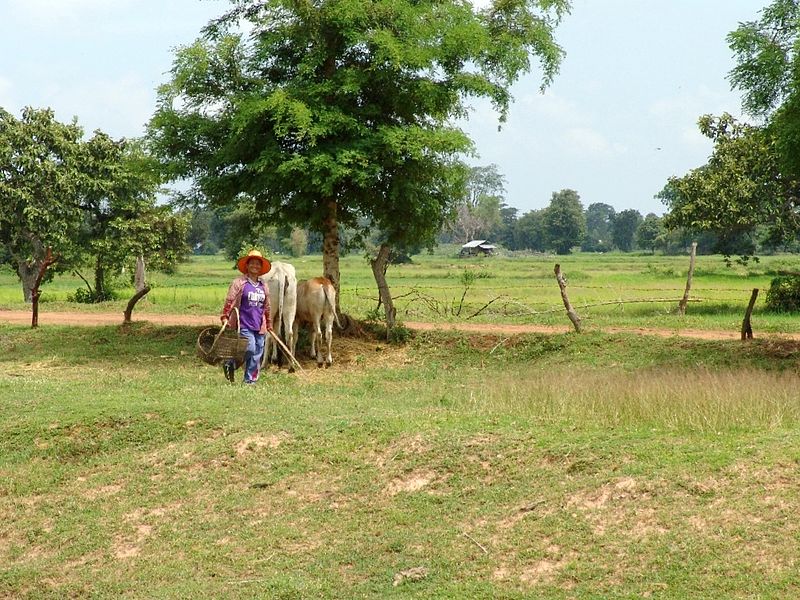 Isan Farmer and rice fields.